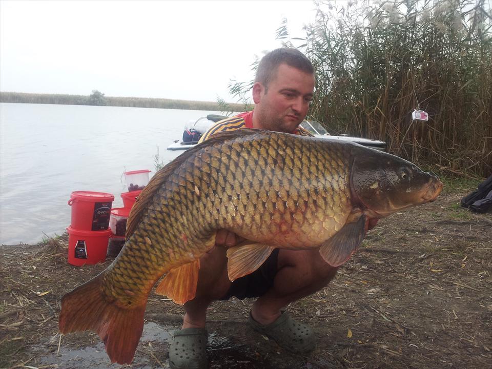 senzor peste tot - crap-15-kg-delta-dunarii-2012.jpg